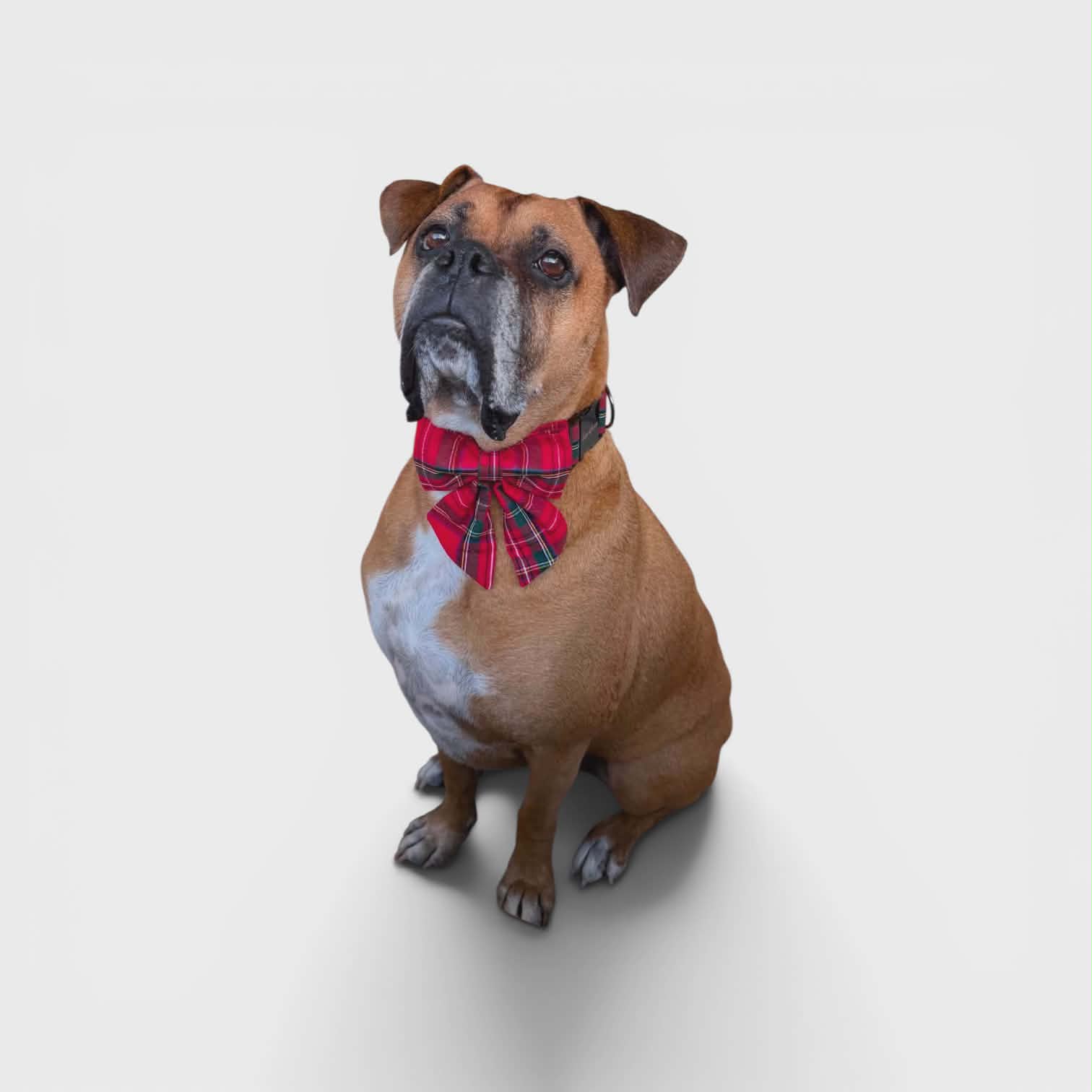 By The Beach Animal Rescue mascot